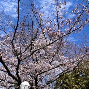 桜ブログ２