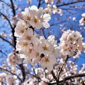 桜ブログ１