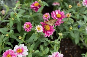 愛知県　リフォーム工事　花壇🌻