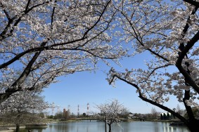 春日井市　アンテナ工事　桜満開！
