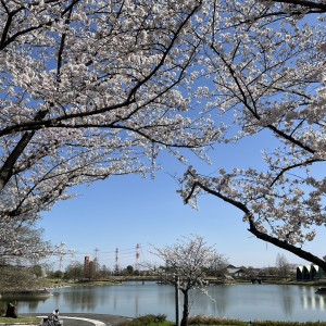 春日井市　アンテナ工事　桜満開！